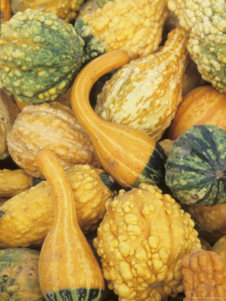 Shapes and Textures of Squash at Halloween, Acton, Massachusetts, USA