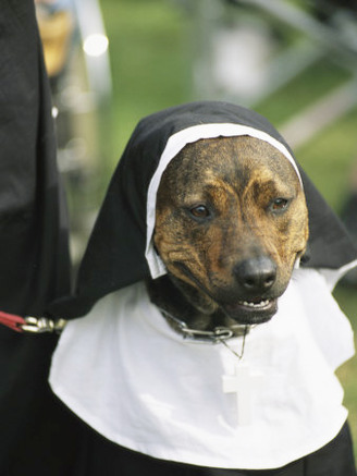 Pet Dog Dressed as a Nun during a Halloween Celebration