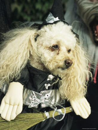 Pet Poodle Dressed as a Witch during a Halloween Celebration