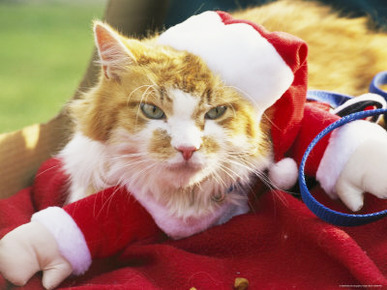 Pet Cat Dressed as Santa Claus during a Halloween Celebration