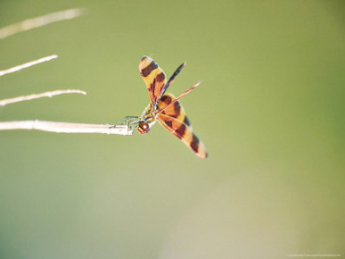 Halloween Pennant on Hunt Perch, Florida, USA