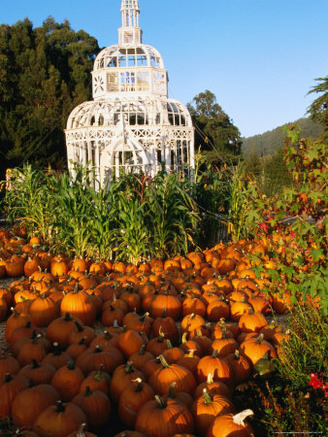 Pumpkins, in Preparation for Halloween Festival, at Pumpkin Farm, Half Moon Bay, California, USA