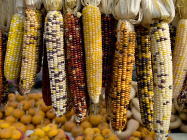 Colorful Indian Corn and Pumpkins Await Halloween