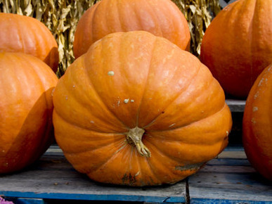 Giant Pumpkins Await Halloween Buyers