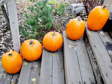 Pumpkins on Steps (Typical Autumn Harvest or Halloween Display)