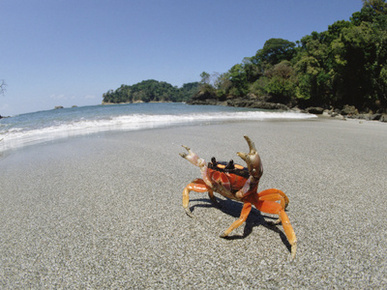 Halloween Crab (Gecarcinus Quadratus) in Defensive Posture on Beach,A1395 Costa Rica