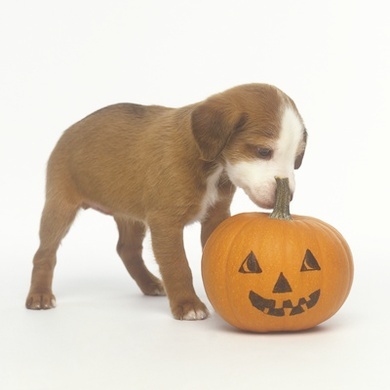 Brown and White Puppy with Halloween Pumpkin